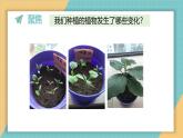 1.5 植物的变化（课件+教学设计）-2024-2025学年科学一年级上册教科版（2024）