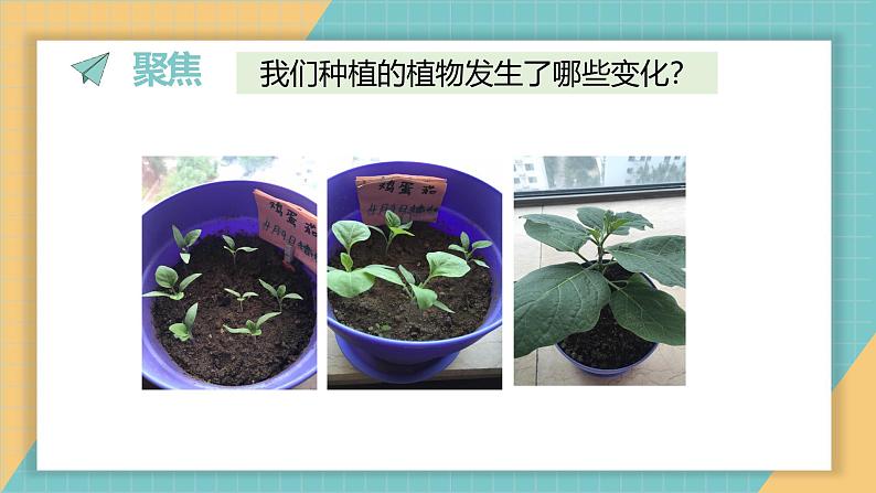 1.5 植物的变化（课件+教学设计）-2024-2025学年科学一年级上册教科版（2024）02