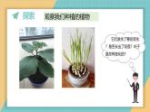 1.5 植物的变化（课件+教学设计）-2024-2025学年科学一年级上册教科版（2024）