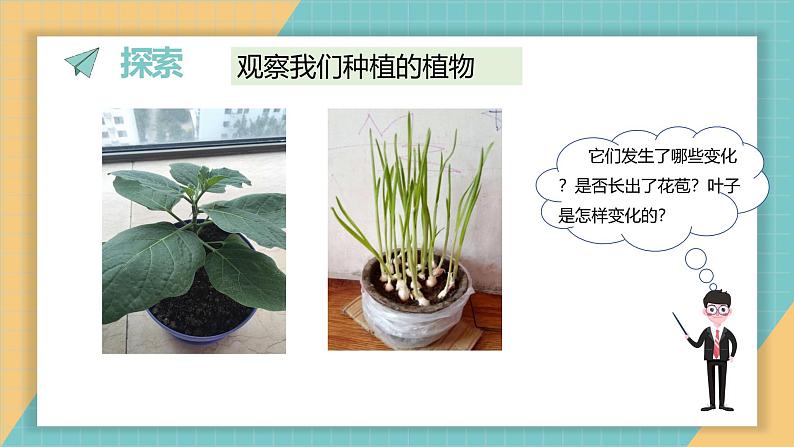 1.5 植物的变化（课件+教学设计）-2024-2025学年科学一年级上册教科版（2024）03