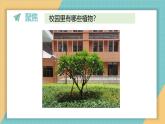 1.6 校园里的植物（课件+教学设计）-2024-2025学年科学一年级上册教科版（2024）