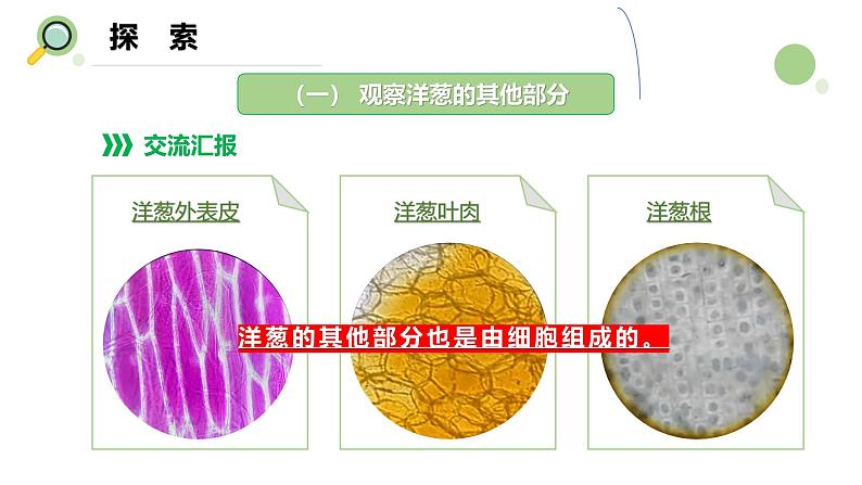 【核心素养】教科版科学六年级上册 1.5 观察更多的生物细胞（教学课件+同步教案）07