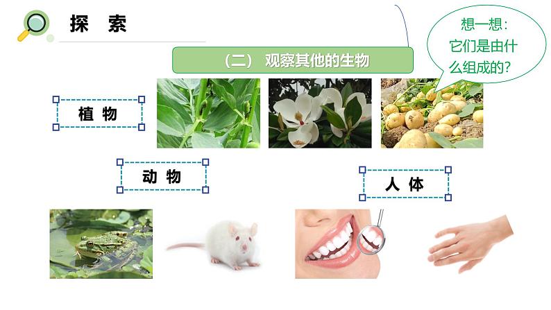 【核心素养】教科版科学六年级上册 1.5 观察更多的生物细胞（教学课件+同步教案）08