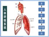 【核心素养】教科版科学四年级上册 2.1 感受我们的呼吸（教学课件+同步教案）