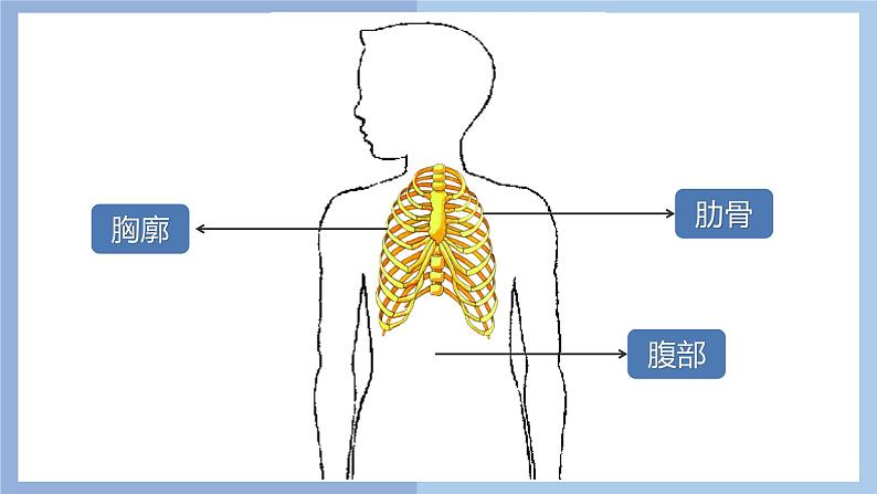 【核心素养】教科版科学四年级上册 2.1 感受我们的呼吸（教学课件+同步教案）07