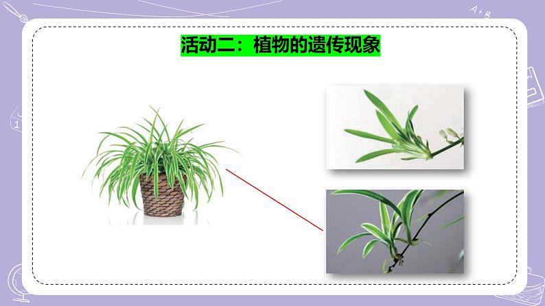 【核心素养】苏教版科学六年级上册 2.5 生物的遗传（教学课件+同步教案）06