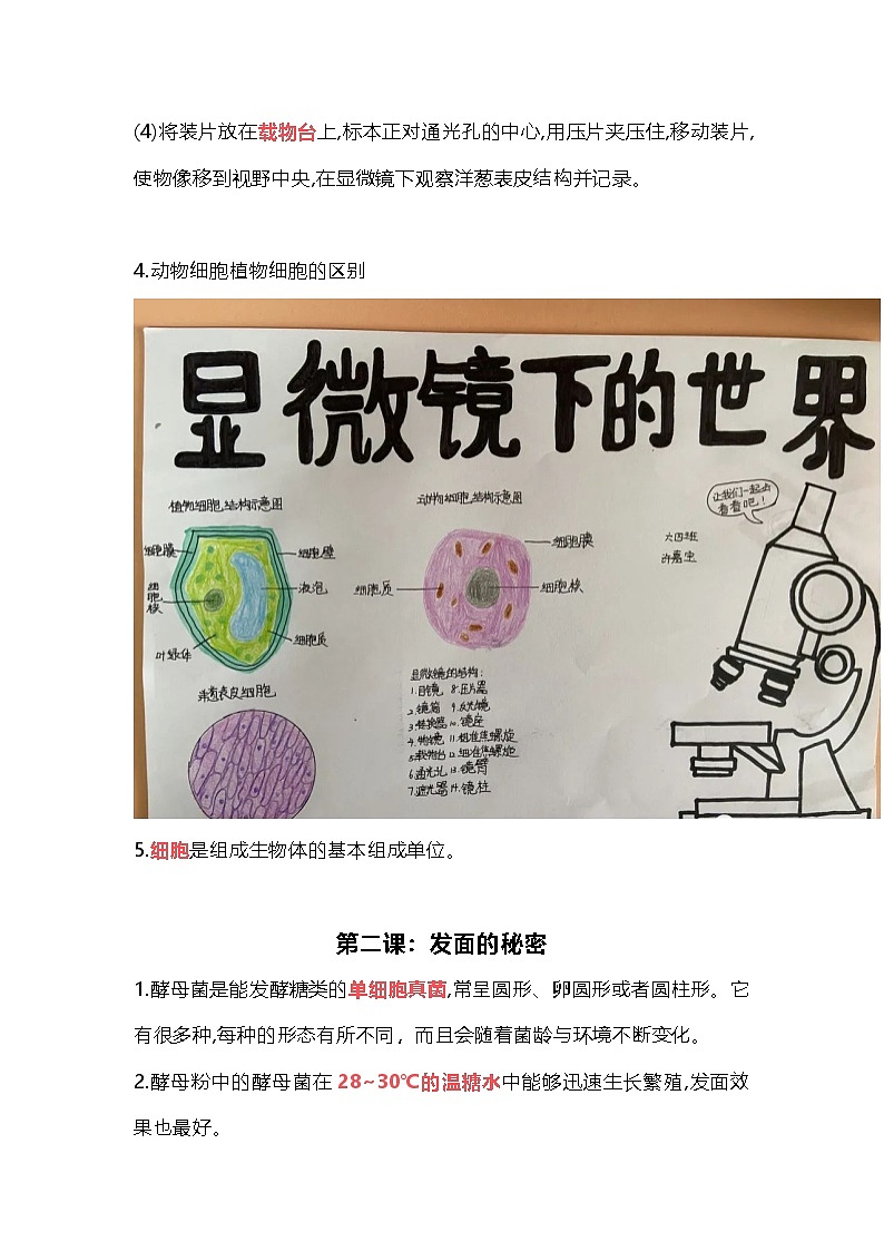 大象版科学六年级上册第一单元 显微镜下的世界 知识点02