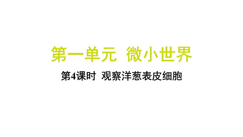 1.4 观察洋葱表皮细胞（习题课件)-2024-2025学年科学六年级上册教科版第1页