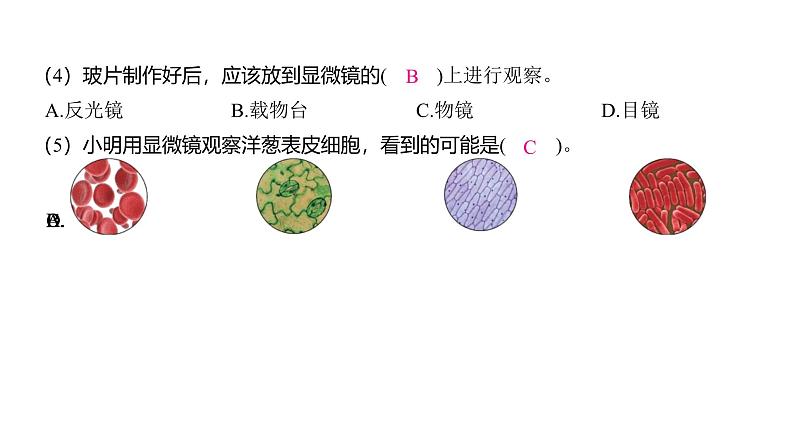 1.4 观察洋葱表皮细胞（习题课件)-2024-2025学年科学六年级上册教科版第3页