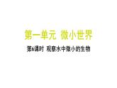 1.6 观察水中微小的生物（习题课件)-2024-2025学年科学六年级上册教科版