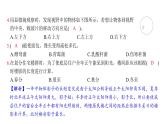 期中科学素养评价（习题课件)-2024-2025学年科学六年级上册教科版