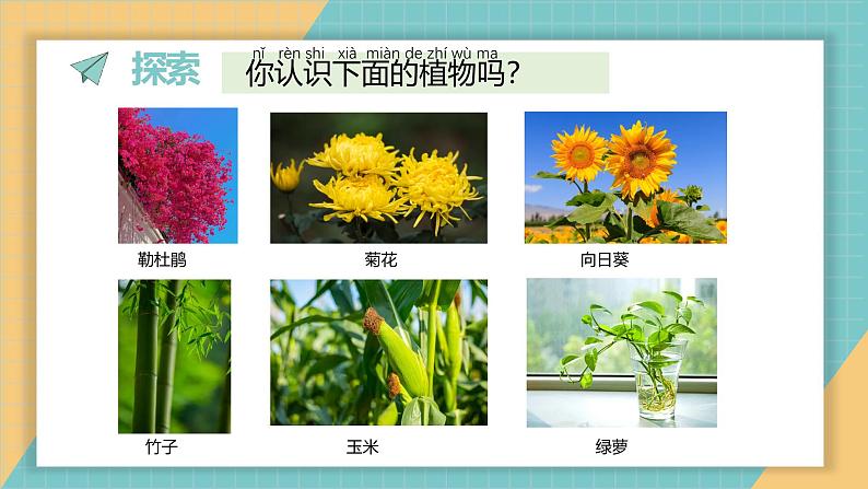 1.1 我们认识的植物（课件+教学设计）-2024-2025学年科学一年级上册教科版（2024）03