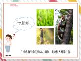 【大单元整体教学】大象版科学六年级上册1.1显微镜下的细胞 单元整体设计+课时课件+课时教案