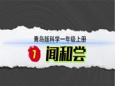 （2024）青岛版科学一年级上册（7）闻和尝PPT课件