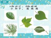 教科版科学一上1.4《这是谁的叶》教学设计+课件+素材