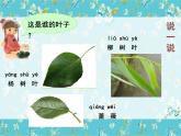 教科版科学一上1.4《这是谁的叶》教学设计+课件+素材
