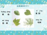 教科版科学一上1.4《这是谁的叶》教学设计+课件+素材