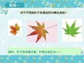 教科版科学一上1.4《这是谁的叶》教学设计+课件+素材