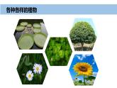 2024新教科版一年級科學(xué)上冊第一單元1.4《給植物畫張“像”》課件
