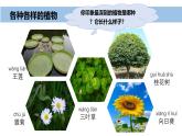 2024新教科版一年級科學(xué)上冊第一單元1.4《給植物畫張“像”》課件