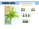 2024新教科版一年級科學(xué)上冊第一單元1.4《給植物畫張“像”》課件