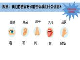 2024新教科版一年级科学上册第二单元2.5《通过感官来发现》课件