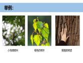 2024新教科版一年级科学上册第二单元2.5《通过感官来发现》课件