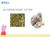 【核心素养】教科版小学科学一上 1.5《植物的变化》课件+教案+练习（含答案）