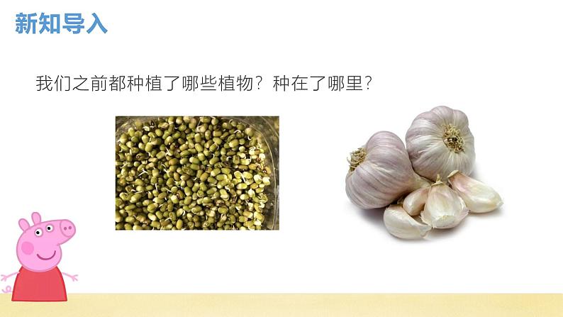 【核心素养】教科版小学科学一上 1.5《植物的变化》课件+教案+练习（含答案）02