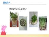【核心素养】教科版小学科学一上 1.5《植物的变化》课件+教案+练习（含答案）