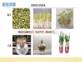 【核心素养】教科版小学科学一上 1.5《植物的变化》课件+教案+练习（含答案）