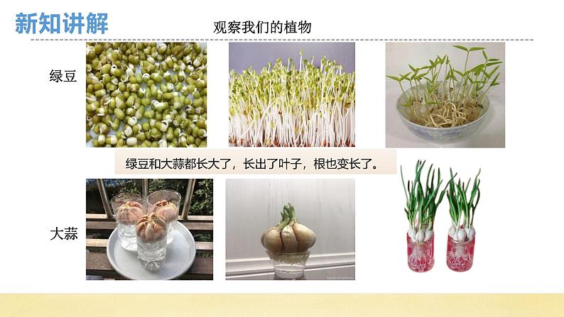 【核心素养】教科版小学科学一上 1.5《植物的变化》课件+教案+练习（含答案）04