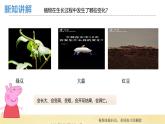 【核心素养】教科版小学科学一上 1.5《植物的变化》课件+教案+练习（含答案）