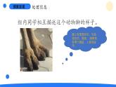 大象版（2017秋）科學(xué)二年級(jí)上冊(cè) 準(zhǔn)備單元這是誰(shuí)的腳（課件+教案）