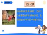 大象版（2017秋）科学二年级上册 4.2 动物觅食（课件+教案）