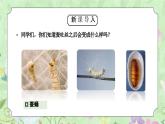 教科版三年级科学下册第二单元《动物的一生-蚕变了新模样》PPT课件