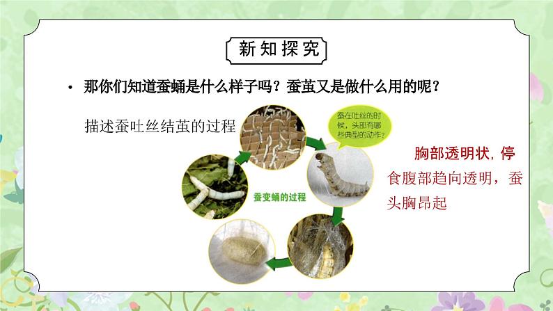 教科版三年级科学下册第二单元《动物的一生-蚕变了新模样》PPT课件03