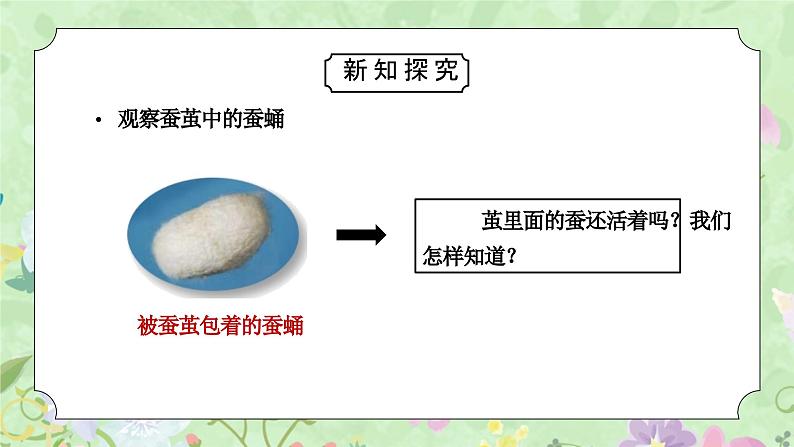 教科版三年级科学下册第二单元《动物的一生-蚕变了新模样》PPT课件04