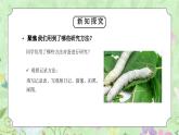 教科版三年级科学下册第二单元《动物的一生-蚕的一生》PPT课件