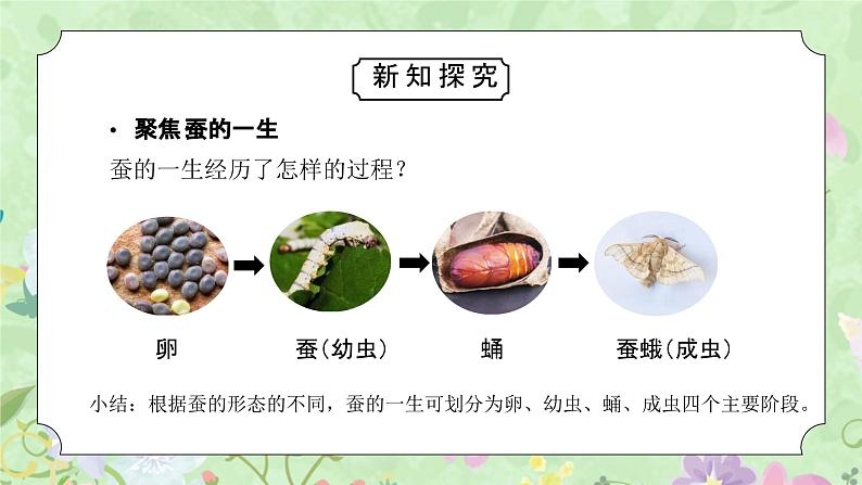 教科版三年级科学下册第二单元《动物的一生-蚕的一生》PPT课件03