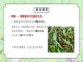 教科版三年级科学下册第二单元《动物的一生-蚕长大了》PPT课件