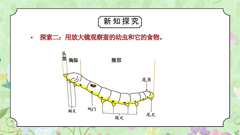 教科版三年级科学下册第二单元《动物的一生-蚕长大了》PPT课件08