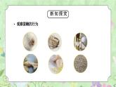 教科版三年级科学下册第二单元《动物的一生-茧中钻出了蚕蛾》PPT课件