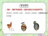 教科版三年级科学下册第二单元《动物的一生-认识其他动物的卵》PPT课件