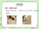教科版三年级科学下册第二单元《动物的一生-迎接蚕宝宝的到来》PPT课件