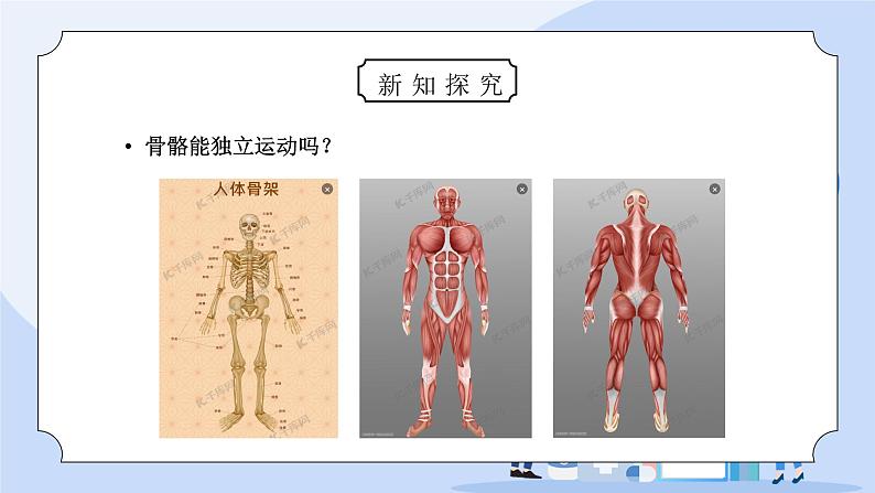 教科版四年级科学上册第四单元《我们的身体-骨骼、关节和肌肉》PPT课件03