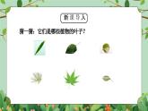 教科版一年级科学上册第一单元《植物-这是谁的叶》PPT课件