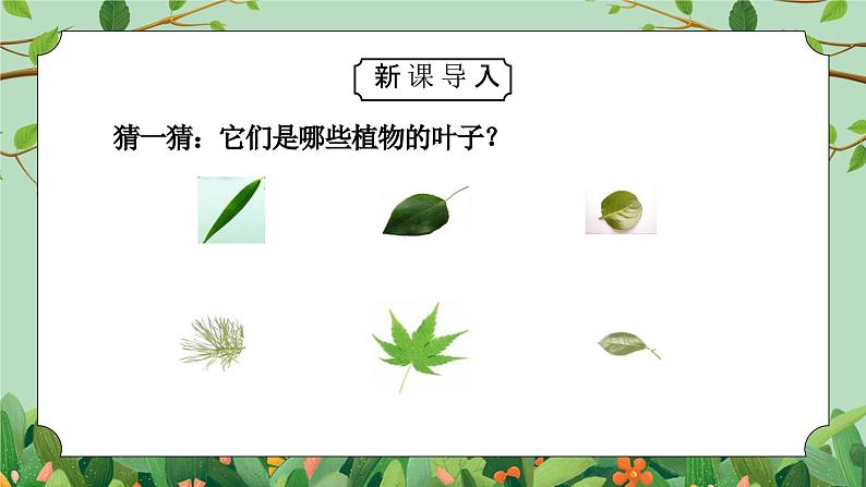 教科版一年级科学上册第一单元《植物-这是谁的叶》PPT课件第2页