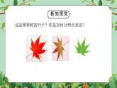 教科版一年级科学上册第一单元《植物-这是谁的叶》PPT课件