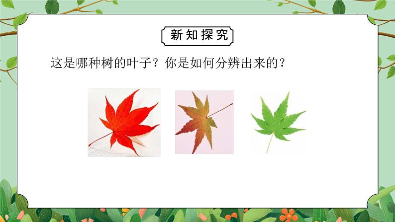 教科版一年级科学上册第一单元《植物-这是谁的叶》PPT课件第3页